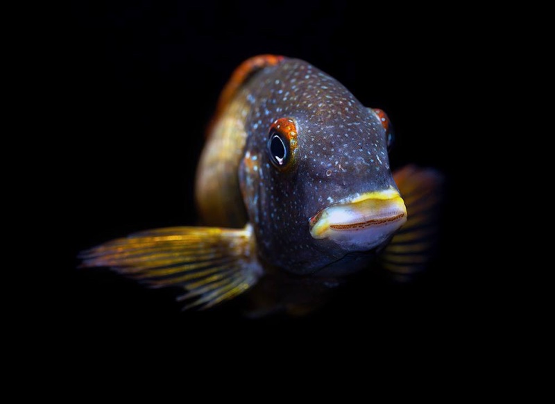 Tropheus moorii 'Kalambo Lodge' Kushangaza